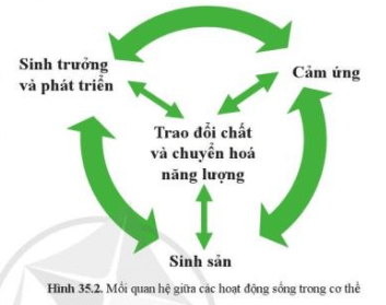 Quan sát hình 35.2 nêu mối quan hệ giữa các hoạt động sống trong cơ thể sinh vật