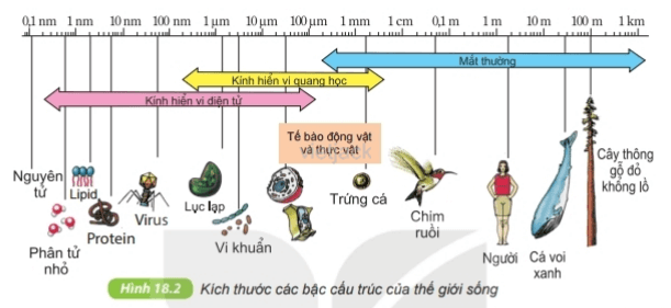 Quan sát kích thước tế bào vi khuẩn, tế bào động vật và thực vật trong hình 18.2