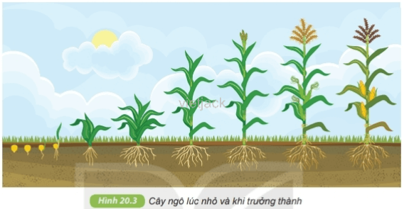 Quan sát hình 20.3 và cho biết cây ngô (là cơ thể đa bào) lớn lên nhờ quá trình nào