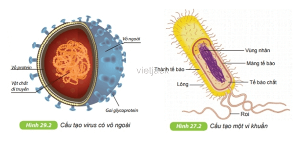 Quan sát hình 29.2 và hình 27.2 (bài 27 – chương VII), hãy phân biệt vi khuẩn và virus