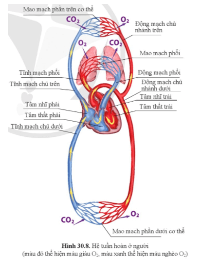 Quan sát hình 30.8 Nêu tên và chức năng các cơ quan của hệ tuần hoàn