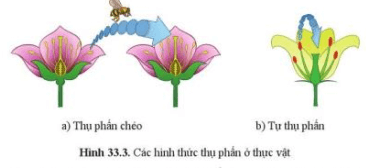 Quan sát hình 33.3, nêu sự khác nhau giữa tự thụ phấn và thụ phấn chéo