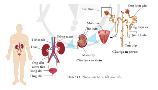 Quan sát hình 33.3 và cho biết Tên các cơ quan của hệ bài tiết nước tiểu