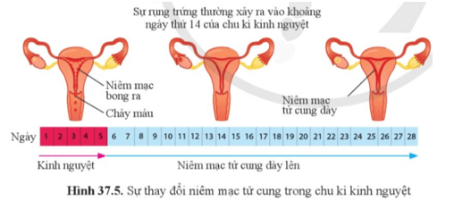 Quan sát hình 37.5 và giải thích hiện tượng kinh nguyệt