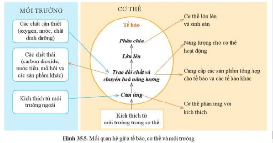 Quan sát hình 35.5, phân tích mối quan hệ giữa các hoạt động trong tế bào và cơ thể