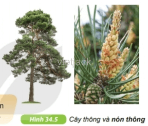 Quan sát hình 34.5, hãy nêu đặc điểm giúp em nhận biết được cây thông là cây hạt trần