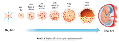 Quan sát các Hình 21.6, 21.7 và mô tả các giai đoạn phát triển của con người từ hợp tử đến cơ thể trưởng thành.