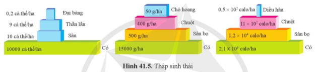 Hãy xác định tên của ba loại tháp trong hình 41.5. Giải thích vì sao? 