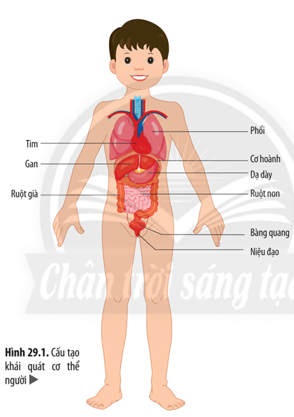 Quan sát Hình 29.1, hãy liệt kê một số cơ quan trong cơ thể người