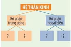 Quan sát Hình 41.1, hoàn thành sơ đồ mô tả các bộ phận của hệ thần kinh sau