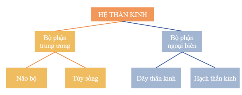 Quan sát Hình 41.1, hoàn thành sơ đồ mô tả các bộ phận của hệ thần kinh sau