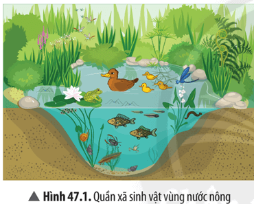 Dựa vào Hình 47.1, hãy: Xác định các quần thể có trong quần xã sinh vật