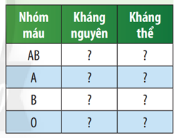 Quan sát Hình 34.2 và cho biết ở người, nhóm máu A, B, AB, O tương ứng có loại