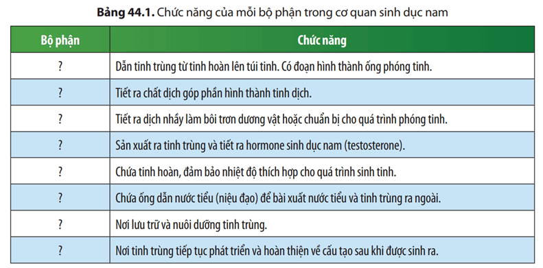 Quan sát Hình 44.1, cho biết cấu tạo cơ quan sinh dục nam gồm những bộ phận