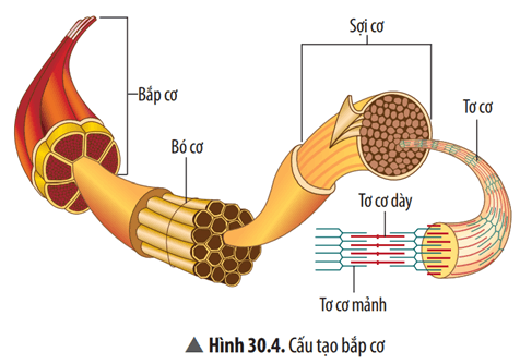 Quan sát Hình 30.4 và hoàn thành sơ đồ cấu trúc của bắp cơ theo thứ tự lớn dần