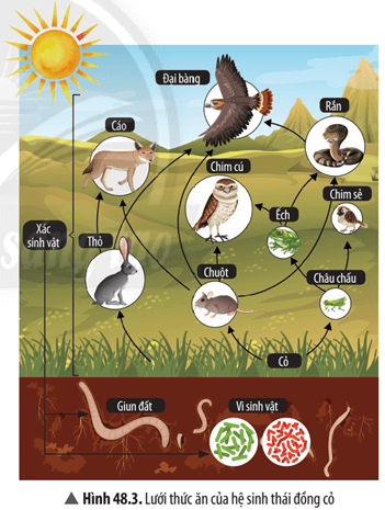 Quan sát Hình 48.3, cho biết có bao nhiêu chuỗi thức ăn trong hình