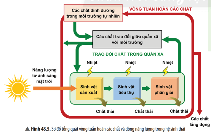 Đọc đoạn thông tin và quan sát Hình 48.5, hãy: