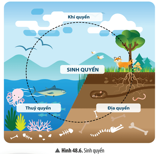 Quan sát Hình 48.6, hãy cho biết: a) Các thành phần của sinh quyển