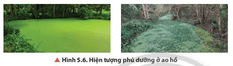 Hãy cho biết dấu hiệu nhận biết hiện tượng phú dưỡng