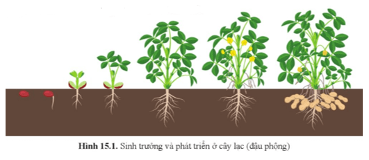 Quan sát hình 15.1 cho biết sự sinh trưởng và phát triển ở cây lạc (đậu phộng) diễn ra như thế nào