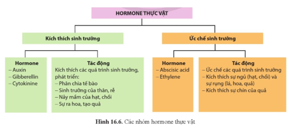 Quan sát hình 16.6 và cho biết hormone thực vật gồm những nhóm nào