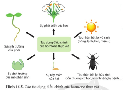 Quan sát hình 16.5, nêu vai trò của hormone thực vật