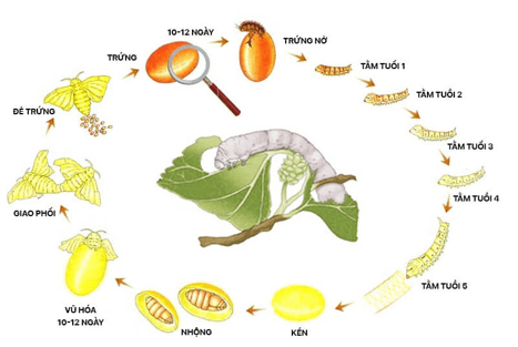 Vẽ sơ đồ vòng đời của tằm và châu chấu