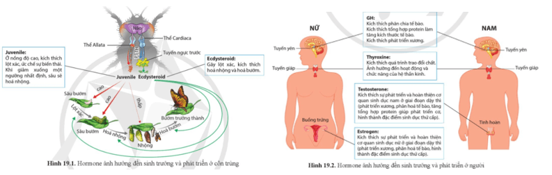 Quan sát hình 19.1 và hình 19.2, đọc thông tin, hoàn thành bảng 19.1