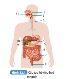 Quan sát Hình 32.1 và dựa vào kiến thức đã học để thực hiện các yêu cầu sau