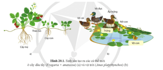 Từ những kiến thức đã học và quan sát hình 20.1, hãy cho biết cá thể mới được tạo ra