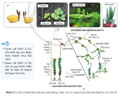 Quan sát hình 21.1a, cho biết cây con được hình thành như thế nào?