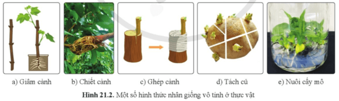 Quan sát hình 21.1, phân biệt một số hình thức nhân giống vô tính ở thực vật