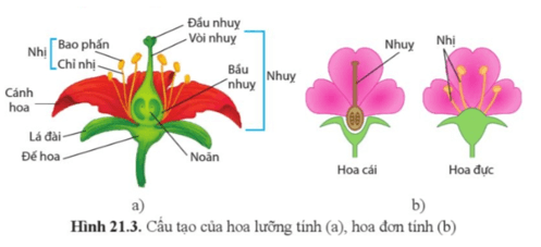 Quan sát hình 21.3, kể tên các bộ phận của hoa