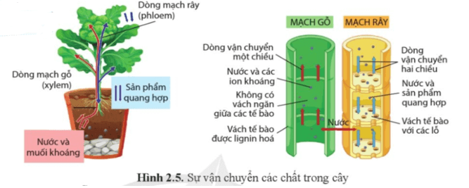 Quan sát hình 2.5, cho biết nước và khoáng hấp thụ ở rễ được đưa đến các cơ quan khác như thế nào?