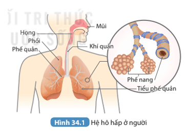 Đọc thông tin kết hợp quan sát Hình 34.1 nêu tên các cơ quan của hệ hô hấp 