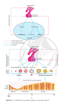 Quan sát hình 22.6, trả lời các câu hỏi sau