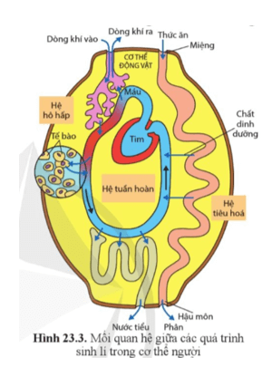 Quan sát hình 23.3, cho biết tại sao cơ thể người là một hệ thống mở