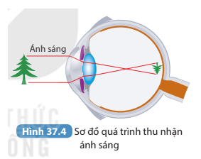 Liên hệ kiến thức truyền ánh sáng giải thích quá trình thu nhận ánh sáng ở mắt