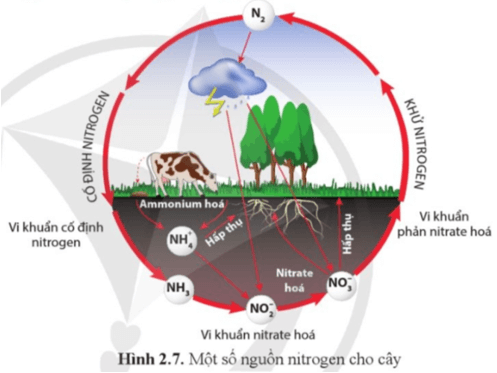 Quan sát hình 2.7 và cho biết cây có thể lấy nitrogen từ đâu?