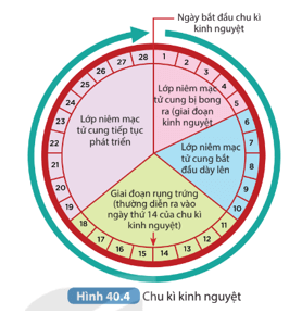 Dựa vào thông tin trong Hình 40.4 em hãy mô tả sự thay đổi độ dày niêm mạc