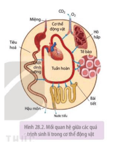 Nghiên cứu Hình 28.2, nêu mối quan hệ giữa Tuần hoàn và bài tiết