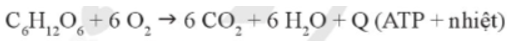 Dựa vào phương trình tổng quát, cho biết bản chất của quá trình hô hấp ở thực vật