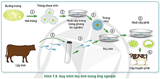  Hãy quan sát Hình 7.9 và nêu thứ tự đúng của các bước trong quy trình thụ tinh trong ống nghiệm 