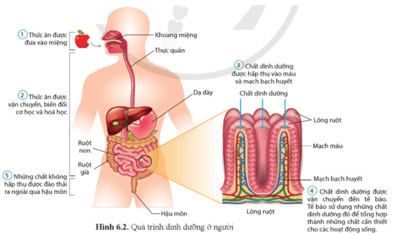 Quan sát hình 6.2, nêu tên và mô tả các giai đoạn của quá trình dinh dưỡng ở người