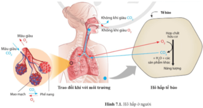 Quan sát hình 7.1 và cho biết vai trò của hô hấp