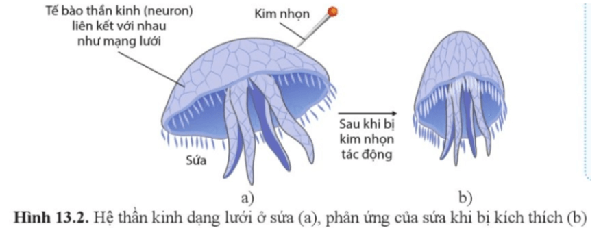 Quan sát hình 13.2 và nêu đặc điểm cấu tạo của hệ thần kinh dạng lưới