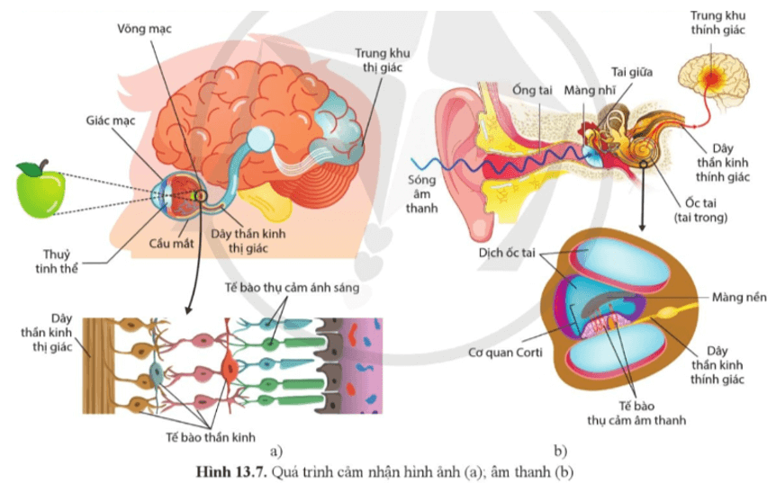 Quan sát hình 13.7a và phân tích quá trình cảm nhận hình ảnh của cơ quan cảm giác thị giác