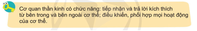 Tự nhiên xã hội lớp 3 Bài 17 trang 96 Câu hỏi | Cánh diều