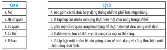 [Năm 2021] Đề thi Giữa kì 1 Khoa học tự nhiên lớp 6 có đáp án Chân trời sáng tạo (4 đề)