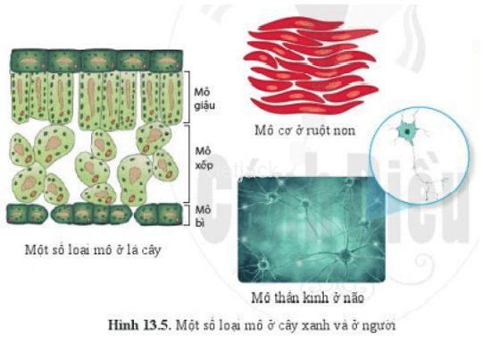 Dựa vào hình 13.3, hãy kể tên một số loại mô cấu tạo nên lá ở cây xanh